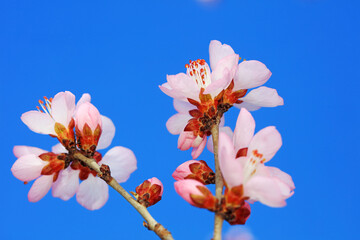 Peach blossom in the park, North China