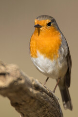 small robin bird on the tree branch
