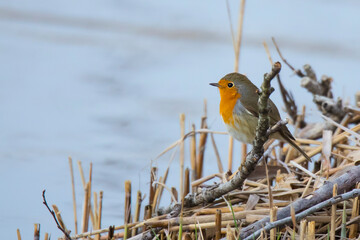 small robin bird near the lake