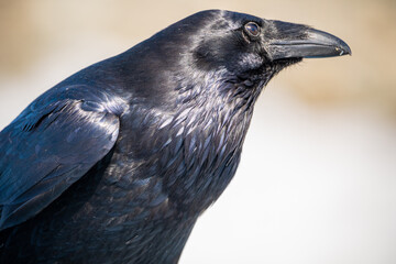 Close up shot of a common raven in northern Canada with natural colored blurred background. Beautiful black, shiny coat, feathers of wild bird looking around curious. 