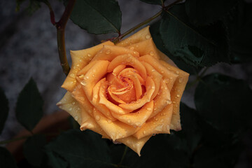 One vibrant orange rose with water droplets on the petals growing in a vase surrounded by leaves and centered on a dark blurry background. Flower photo with moody tones taken after the rain