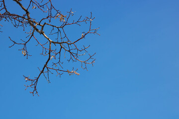 Bare tree branches against the blue sky on a spring day