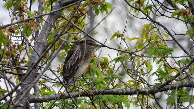 Nachtreiher&nbsp;(Nycticorax nycticorax)
