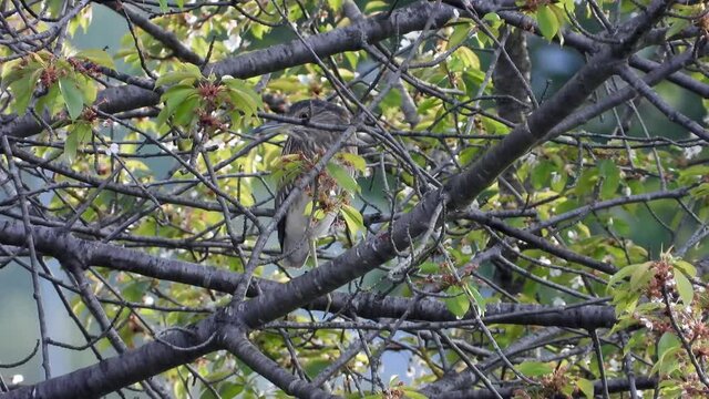 Nachtreiher&nbsp;(Nycticorax nycticorax)