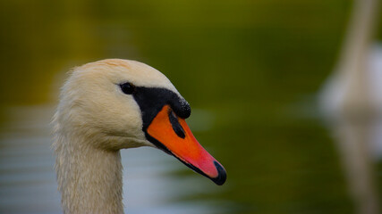 Fototapeta premium Portrait de cygne sur la Sarthe