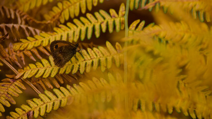 Papillon amaryllis sur une fougère jaune verte