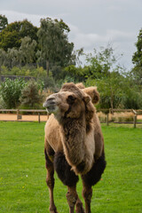 A camel at the zoo walking up to me.