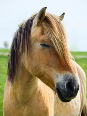 portrait of a horse