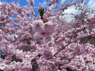 blooming cherry tree