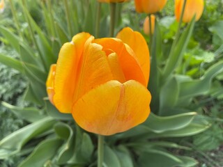 orange tulip flower