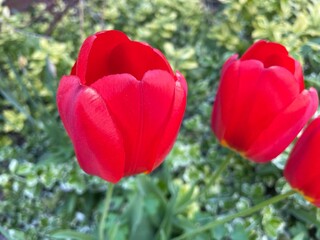 red and white tulips