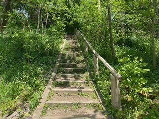 stairs in the forest