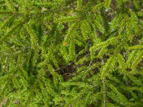 Green fir tree branches background