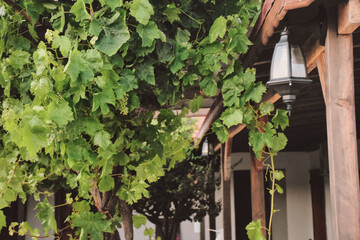 ivy on the roof in a village house