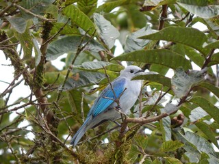 blue gray tanager female