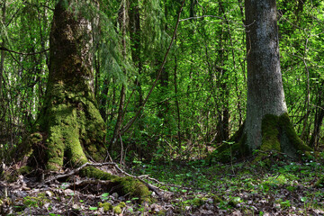 Two trunks, birch and spruce, with protruding roots, covered with green moss, stand opposite each other in contrasting sunlight against the backdrop of green thickets of bushes.