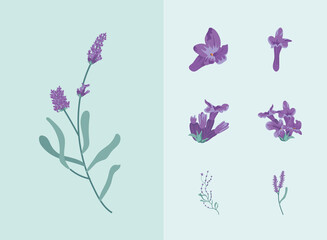 Obraz na płótnie Canvas seven lavender flowers