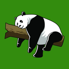 The giant panda Chinese also known as the panda bear or simply the panda