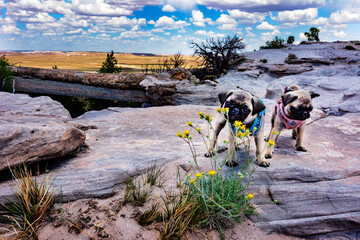 The Pugs at Agate Bridge playing with a yellow flower