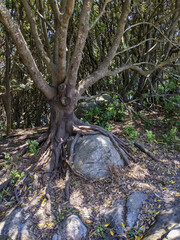 Tree with roots growing around a rock