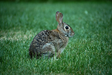 Baby rabbit in the grass