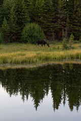 moose on river