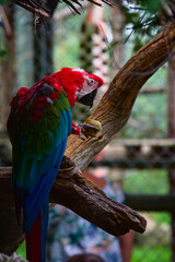 Portrait d'Ara chloropterus rouge, bleu et vert