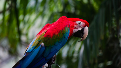 Portrait d'Ara chloropterus rouge, bleu et vert