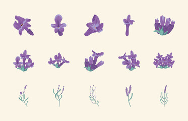 Obraz na płótnie Canvas fifteen lavender flowers