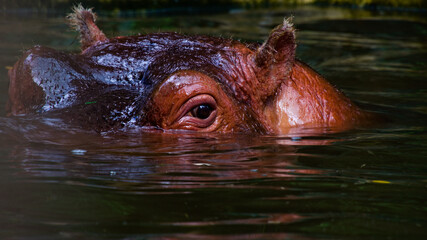 Portrait d'Hippopotame semi immergé