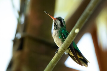 hummingbird on a branch