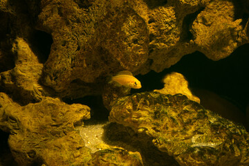 Aquarium fish on a dark background. Electric Yellow Afican Cichlid fish - Labidochromis caeruleus