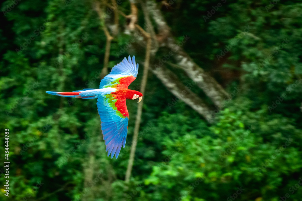 Poster bird of paradise