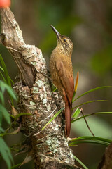 woodpecker on a tree