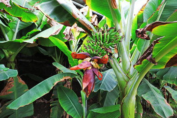 Immature banana fruits and exotic flowers on the plant