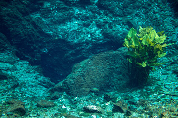 coral reef with fish