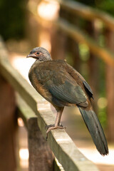 bird on a fence