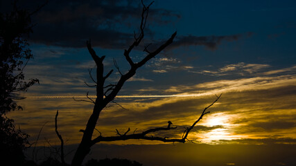 Fototapeta premium Lever de soleil derrière un arbre mort à contre jour 