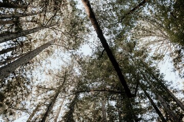 Northern California redwood canopy