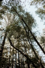 Northern California redwood canopy