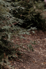 Northern California redwood canopy