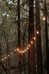 Northern California redwood canopy
