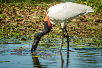 blue heron ardea cinerea