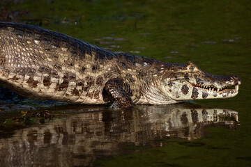 crocodile in the water