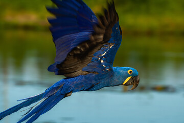 blue and yellow macaw ara © Luis