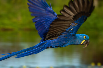 blue and yellow macaw ara © Luis