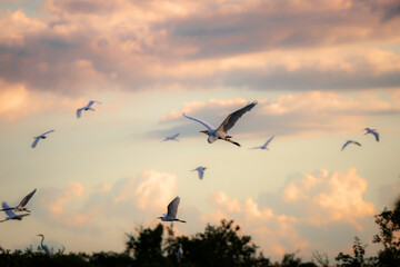 birds flying in the sunset