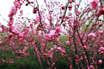 blooming flowering plum  in the park