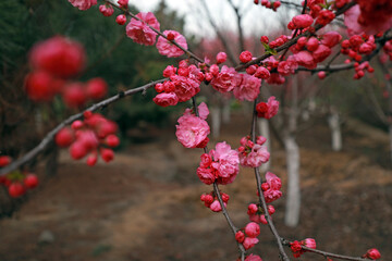 blooming flowering plum  in the park