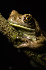 macro frog on a tree